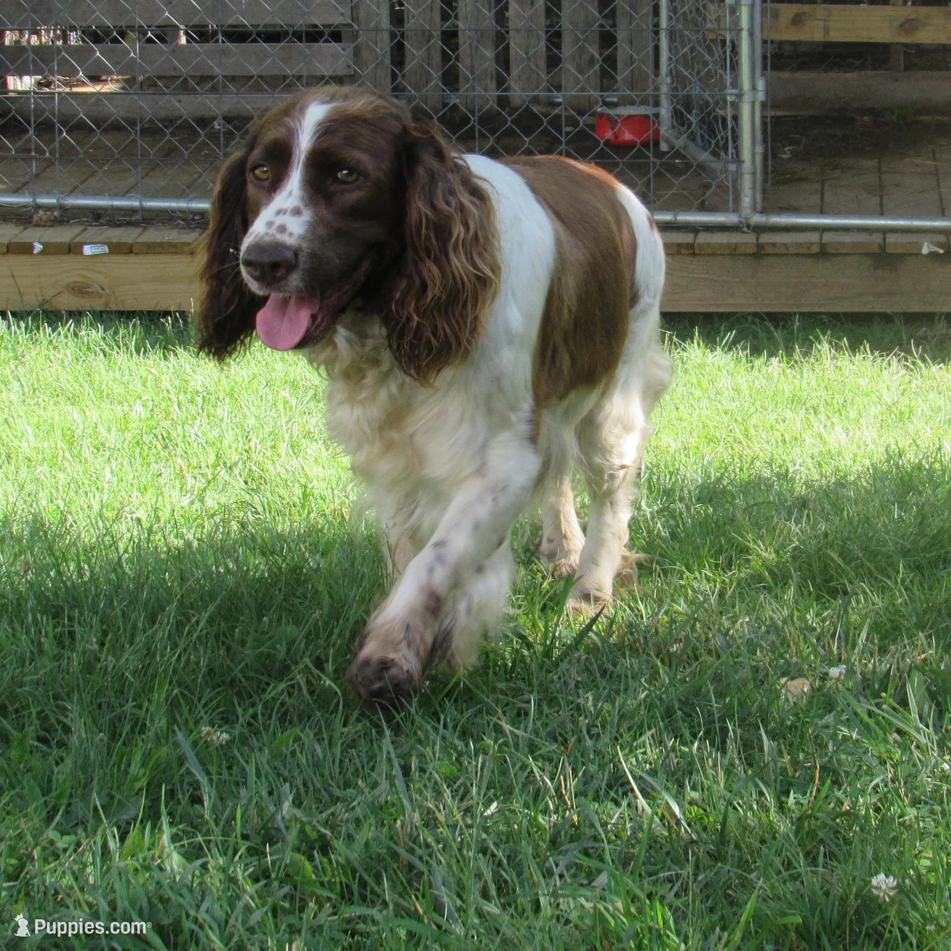 Jimmy, a male English Springer Spaniel for sale in Gap Mills, WV – Photo 4 of 5