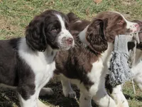 Jimmy, a male English Springer Spaniel for sale in Gap Mills, WV – Photo 2 of 5