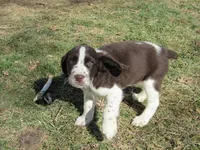 Jimmy, a male English Springer Spaniel for sale in Gap Mills, WV – Photo 1 of 5