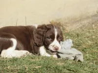 Jackie, a female English Springer Spaniel for sale in Gap Mills, WV – Photo 1 of 4