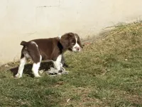 Jackie, a female English Springer Spaniel for sale in Gap Mills, WV – Photo 3 of 4