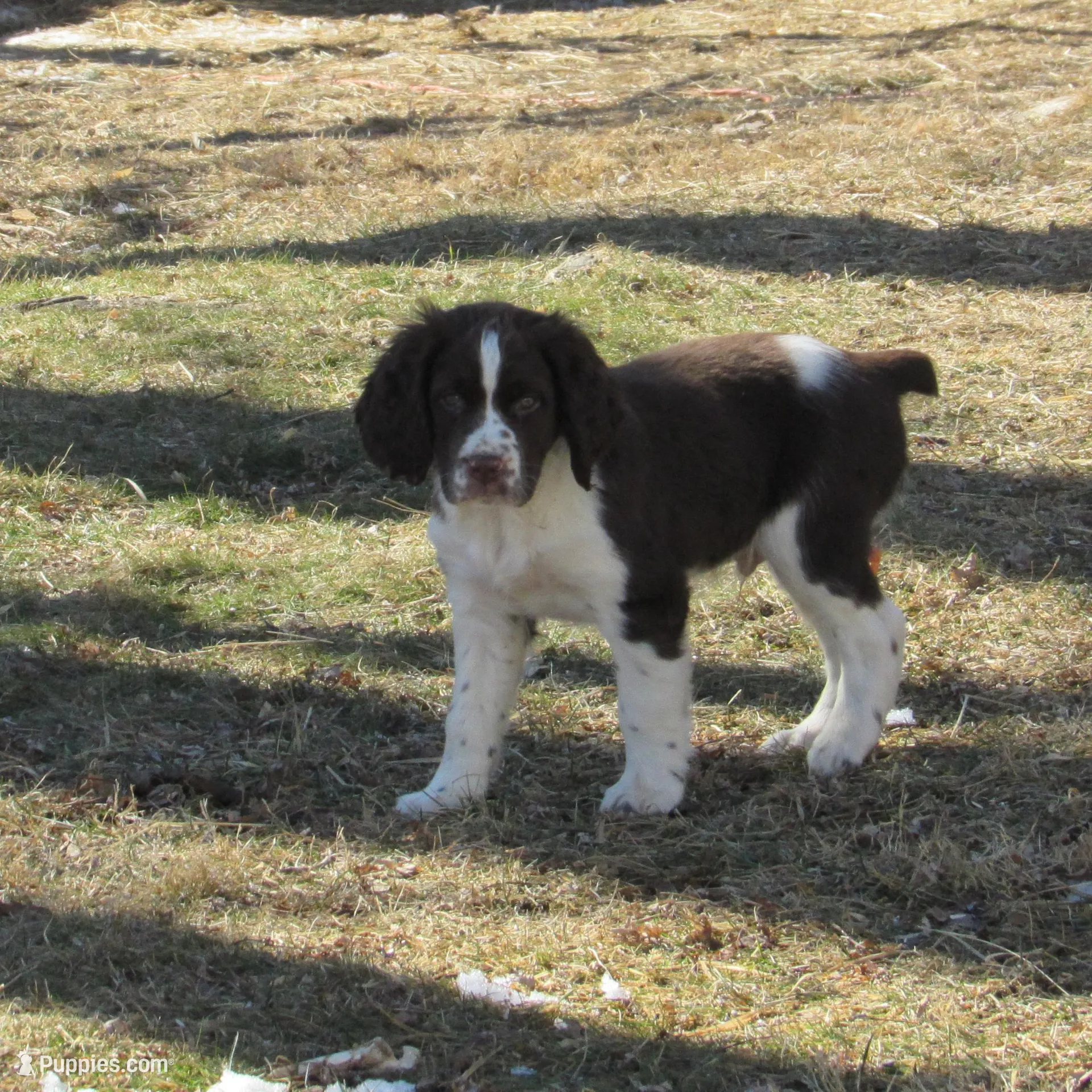 Wolly, a male English Springer Spaniel for sale in Gap Mills, WV – Photo 3 of 6