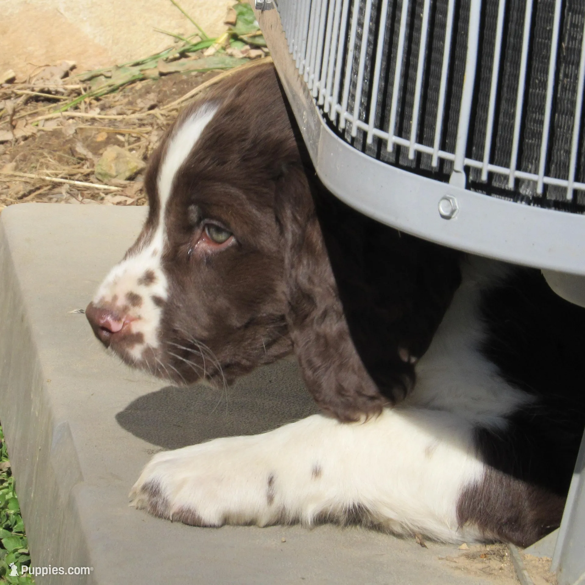 Wolly, a male English Springer Spaniel for sale in Gap Mills, WV – Photo 4 of 6