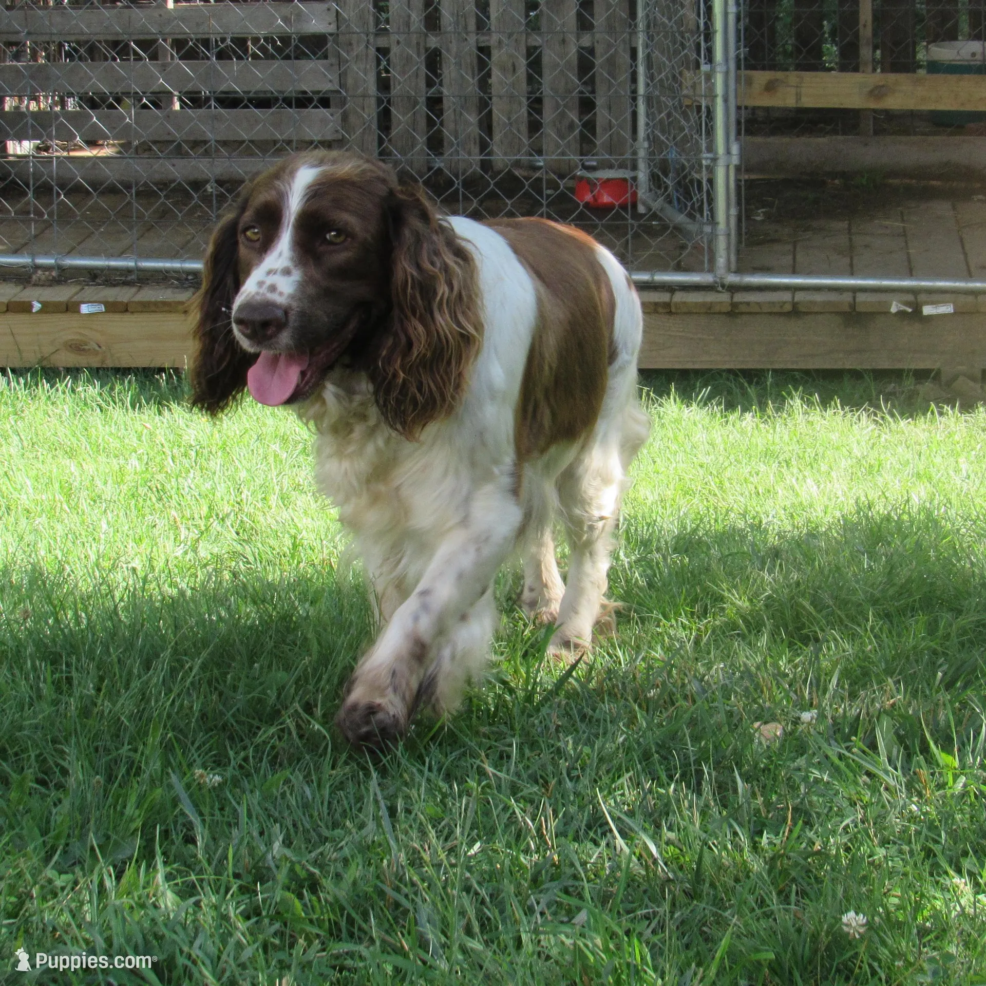 Wolly, a male English Springer Spaniel for sale in Gap Mills, WV – Photo 5 of 6