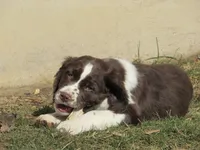 Wolly, a male English Springer Spaniel for sale in Gap Mills, WV – Photo 2 of 6