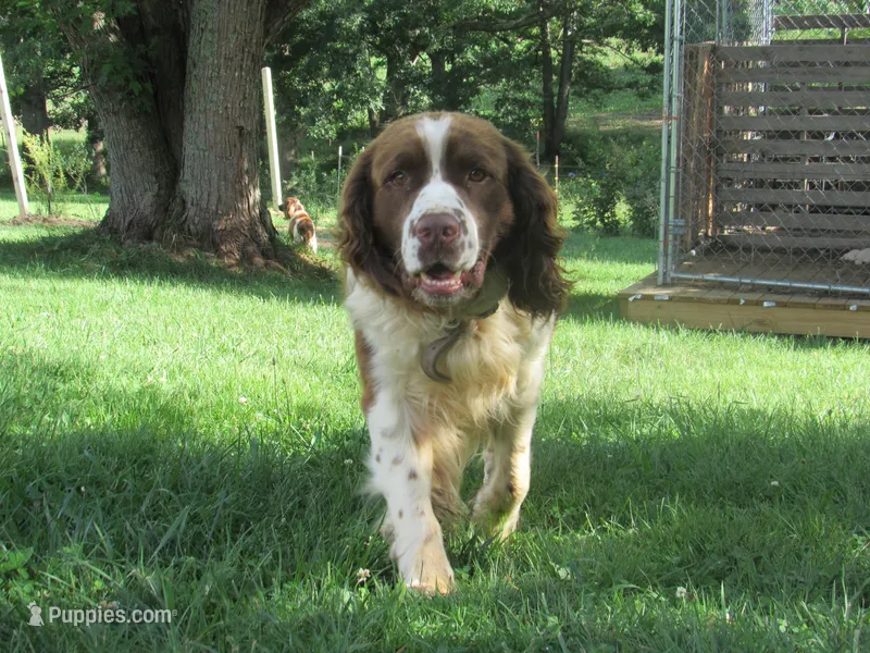Buster Boy XlV, a male English Springer Spaniel for sale in Gap Mills, WV – Photo 1 of 1