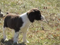Moshee, a female English Springer Spaniel for sale in Gap Mills, WV – Photo 3 of 5