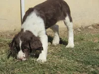 Moshee, a female English Springer Spaniel for sale in Gap Mills, WV – Photo 1 of 5