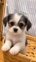 Female Morkie, a female Morkie for sale in Browns Summit, NC – 1 of 1