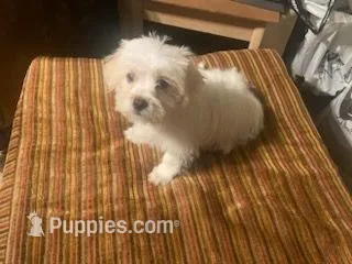 Male Morkie – Morkie puppy for sale in Browns Summit, NC