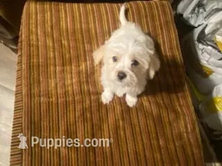 Male Morkie – Morkie puppy for sale in Browns Summit, NC