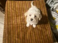 Male Morkie, a male Morkie for sale in Browns Summit, NC – 1 of 1
