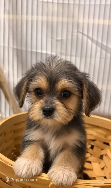 Morkie Male, a male Morkie for sale in Browns Summit, NC – 1 of 1