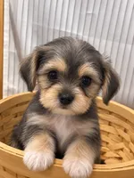 Female Morkie, a female Morkie for sale in Browns Summit, NC – 1 of 1