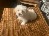 Male Morkie, a male Morkie for sale in Browns Summit, NC – 1 of 1
