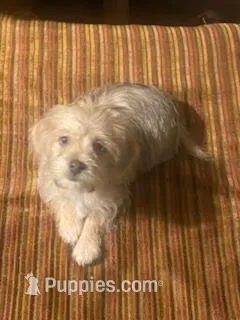 Male Morkie – Morkie puppy for sale in Browns Summit, NC