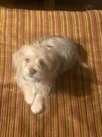 Male Morkie, a male Morkie for sale in Browns Summit, NC – 1 of 1