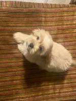 Male Morkie, a male Morkie for sale in Browns Summit, NC – 1 of 1