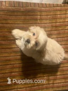 Male Morkie – Morkie puppy for sale in Browns Summit, NC