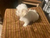 Male Morkie, a male Morkie for sale in Browns Summit, NC – 2 of 2
