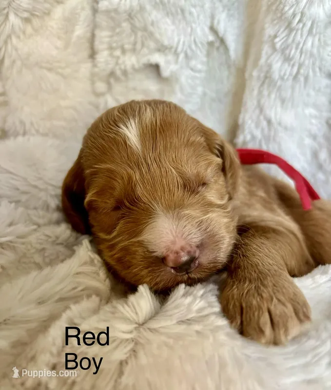 Red – Cockapoo puppy for sale in Burlington, KY