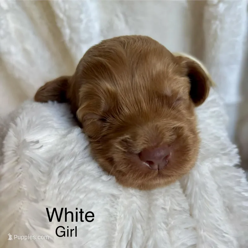 White  – Cockapoo puppy for sale in Burlington, KY