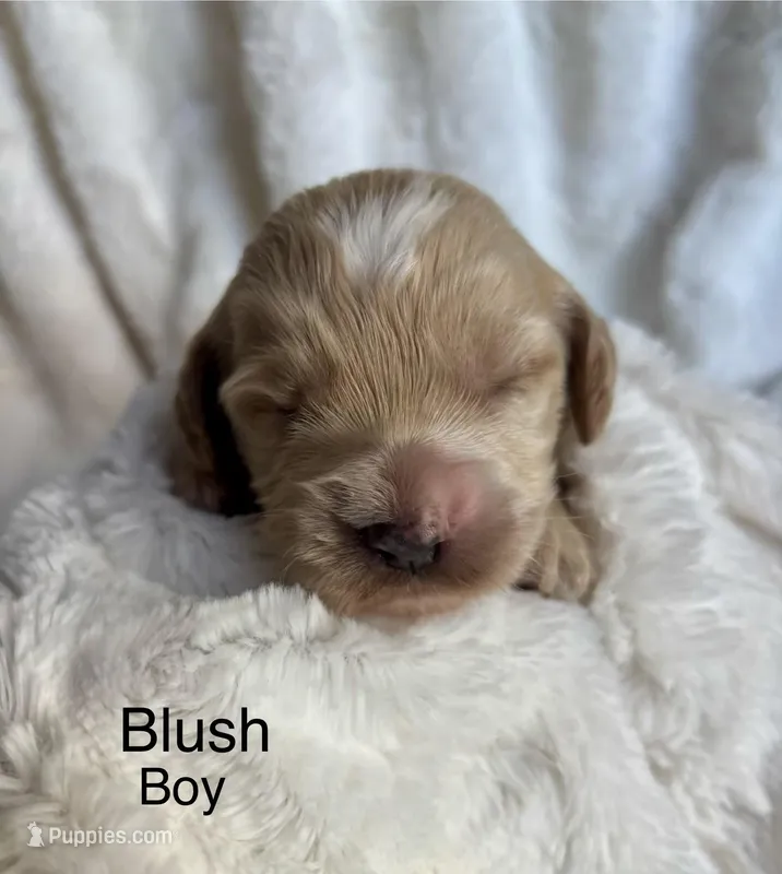 Blush – Cockapoo puppy for sale in Burlington, KY