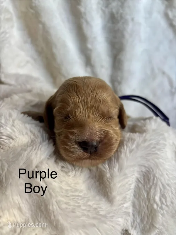 Purple – Cockapoo puppy for sale in Burlington, KY