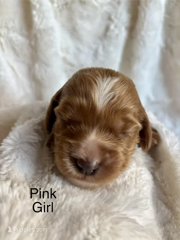 Pink – Cockapoo puppy for sale in Burlington, KY