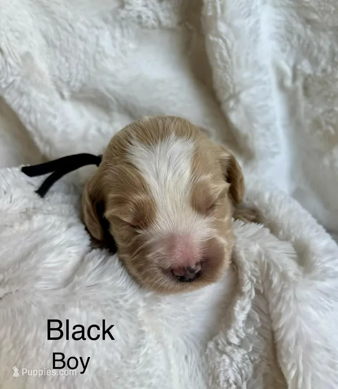 Black  – Cockapoo puppy for sale in Burlington, KY