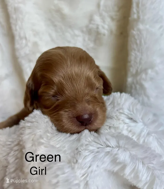 Green – Cockapoo puppy for sale in Burlington, KY
