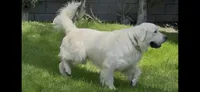 Big Bear, a male English Cream Golden Retriever for sale in Los Angeles, CA – 3 of 4