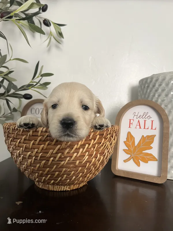 Majik Cooper – Golden Retriever puppy for sale in Los Angeles, CA