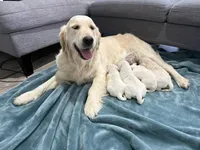Princess , a female English Cream Golden Retriever for sale in Los Angeles, CA – Photo 2 of 2