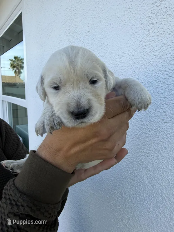 Princess  – English Cream Golden Retriever puppy for sale in Los Angeles, CA