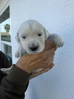Princess , a female English Cream Golden Retriever for sale in Los Angeles, CA – Photo 1 of 2