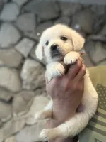 Little Paws , a male English Cream Golden Retriever for sale in Los Angeles, CA – Photo 3 of 9