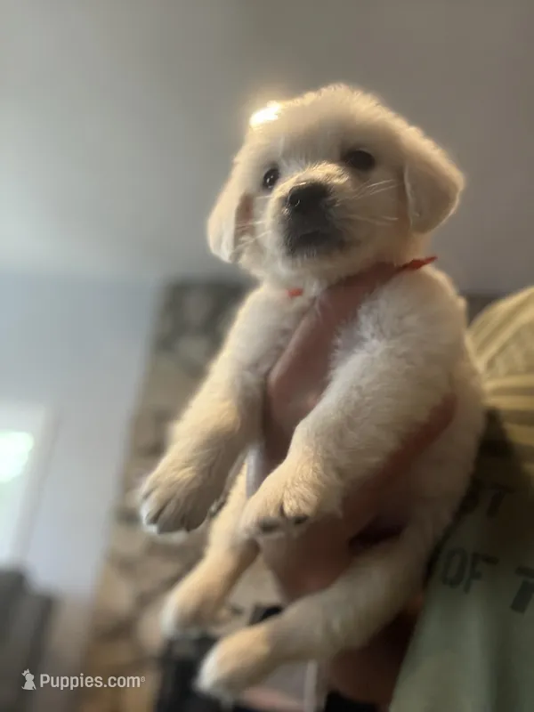 Little Paws , a male English Cream Golden Retriever for sale in Los Angeles, CA – Photo 1 of 9