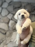 Little Paws , a male English Cream Golden Retriever for sale in Los Angeles, CA – Photo 5 of 9