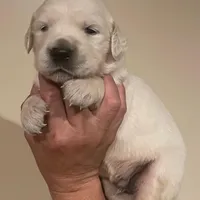 Magic Dream, a male English Cream Golden Retriever for sale in Los Angeles, CA – Photo 2 of 5