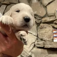 Magic Dream, a male English Cream Golden Retriever for sale in Los Angeles, CA – Photo 5 of 5