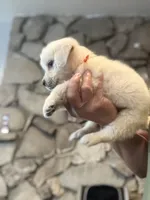 Little Paws , a male English Cream Golden Retriever for sale in Los Angeles, CA – Photo 4 of 9