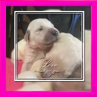 Magic Dream, a male English Cream Golden Retriever for sale in Los Angeles, CA – Photo 3 of 5