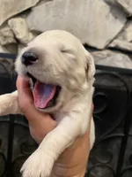 Magic Dream, a male English Cream Golden Retriever for sale in Los Angeles, CA – Photo 1 of 5