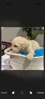 Big Bear, a male English Cream Golden Retriever for sale in Los Angeles, CA – 5 of 7