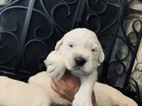 First Princess , a female English Cream Golden Retriever for sale in Los Angeles, CA – 3 of 5