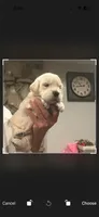 Big Bear, a male English Cream Golden Retriever for sale in Los Angeles, CA – 2 of 7