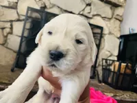 First Princess , a female English Cream Golden Retriever for sale in Los Angeles, CA – 4 of 5