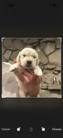 Big Bear, a male English Cream Golden Retriever for sale in Los Angeles, CA – 7 of 7