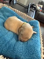 Mountain Trooper , a male Golden Retriever for sale in Los Angeles, CA – 6 of 10